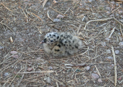 Deze foto is de eerste foto die wij uploaden naar Birdpix. Niet geweldig van kwaliteit(we moeten ons nog verdiepen in digitale bewerkingen enz), en wellicht ook niks bijzonders. Het verhaal er achter is echter wel bijzonder! Deze foto hebben wij genomen tijdens onze vakantie op de camping in Bakkum(Castricum). Hier zien wij al enkele jaren dat de meeuwen in de bomen nestelen, in oude duiven nesten! Niet zo'n goed idee voor nestvlieders, daar op 8 meter hoogte! De meeste vallen dan ook dood na uitkomen van de eieren. Wel een vreemd gezicht die meeuwen daar in de bomen! Volgens zeggen doen ze dit i.v.m de vele vossen in de omgeving? Wie heeft dit ook wel eens gezien of kan er meer over vertellen?