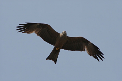 four black kites patrolling Como city and the lake, this morning...