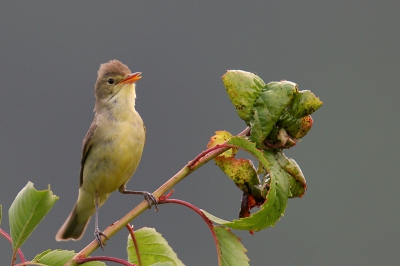Canon EOS 20D, Canon EF 600mm f/4L IS USM + EF 1.4x II