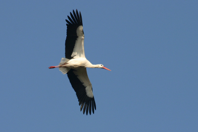 Deze ooivaar was druk in de weer rondom het nest.

Gemaakt met Canon 300D en Sigma 70-300 APO DG lens.