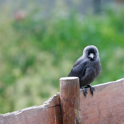 Zelden iemand, laat staan een jonge merel (hoop ik?, nee het was een kauw), zo chagerijnig zien kijken.
Wel een crop, want 200 x 1.6 en een klein vogeltje.