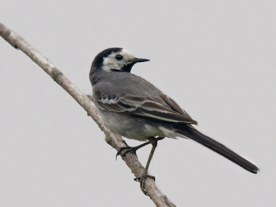 Op het welbekende takje kwam niet alleen de ijsvogel zitten,
Maar ook de Witte Kwikstaart,