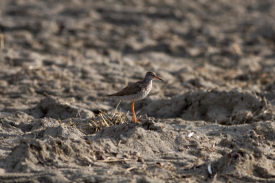 Helemaal alleen op een net gerooid bollenveld. Vond de sfeer die deze foto uitstraalde wel mooi. Niet beeldvullend en nogal centraal geplaatst kwam op mij zelf het mooiste over.

Canon Eos 20 D en 400 mm F/5.6L USM