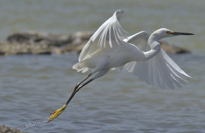 <i class='fa fa-user'></i> Mars Muusse | Amerikaanse Kleine Zilverreiger  <i class='fa fa-eye'> 381</i>   <i class='fa fa-comment-o'> 5</i>