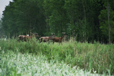Vogels nog niet gelukt voor het eerst het bos in en dan verschillende keren Edelherten zien. 
Eos 650 / 300mm 200asa film Camere blijkt defect 6 uit 36 sluiter werkt niet optimaal meer nu naar Eos 350 Digitaal