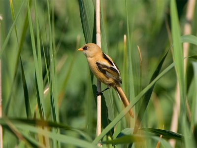 Heel even zaten er een aantal baardmannetjes rechts van de hut in het riet. Eindelijk, mijn eerste redelijke foto van een baardman/vrouw/juveniel. (iemand?)

Minolta 7D + Minolta AF 400mm APO G f 4,5 + Minolta 1,4x converter type I