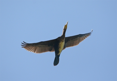 Fotografeer al heel lang, maar ben eigenlijk sinds de aanschaf van een 30D helemaal gegrepen door vogels. Dat is nog niet zo lang. Al fouten makend leer ik, onder meer dat 200mm wel erg kort is, en dat sluitertijd snel moet zijn, en dat een statief..., nou ja.
Op weg naar de schuilcountainer zag ik deze aan komen vliegen, dit is de middelste foto, ik sta in een soort hoepelvorm naar boven te fotograferen. 200mm, F5.0, 1/2000e. Had net iets scherper gekund, maar ben er toch trots op.