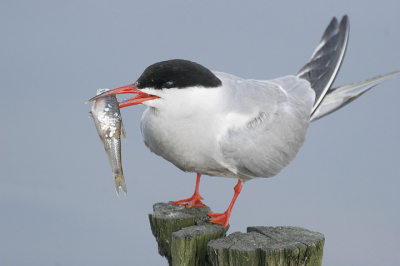 Canon 20D 100-400mm +1.4 ext
1/320 sec, f/8
Mode: Av
Metering: Evaluative
Weer even terug in Nederland. Deze stern kwam even z'n vangst laten zien.
ISO: 400
AF mode: Manual Focus