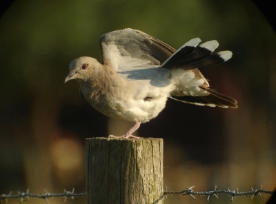 Na drie kwartiertjes alleen maar mooi zitten zijn, kwam er ineens beweging in! Net op tijd, ik stond op het punt m'n scoop in te pakken.