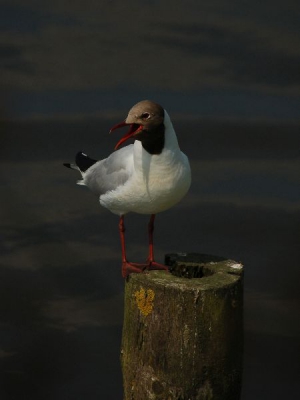 Deze kokmeeuw zit vlakbij de kleine broedkolonie heel erg hard te roepen.