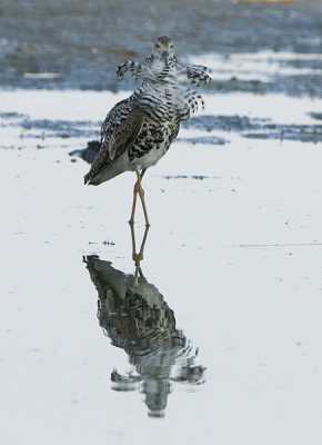 Ineens zat die daar.... Een eenzame kemphaan die 1 minuut lang zijn veren zat te poetsen. Helaas zat de vogel in het enige schaduw gebied op het eiland. Kwaliteit is niet geweldig, maar het beestje showde mooi zijn kraag. Behoorlijke crop helaas.

Minolta 7D + Minolta AF 400mm APO G f 4,5 + Minolta 1,4x converter type I