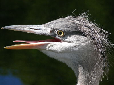 Deze reiger zat vlak bij mij in een hoekje op de weg en kon blijkbaar erg slecht tegen de hitte. Liet me heel dichtbij komen. Serie van verschillende close-ups gemaakt.