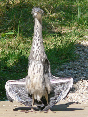 De Reiger zat op een achteraf weggetje in het park en kon duidelijk slecht tegen de hitte. Hij bleef op dezelfde plek, ook al kwam ik steeds dichterbij om fotoos te maken.