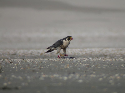 Terwijl ik probeerde IJsgorzen en Strandleeuwerikken te fotograferen. Sloeg deze adulte man slechtvalk aan de overkant van de slenk een Houtduif. Natuurlijk wilde ik de vogel fotograferen, maar de afstand was te groot en de slenk scheidde ons. Gedreven om toch foto's te maken heb ik m'n schoenen uitgetrokken en de broek opgerold en door het water gewaad naar de overkant. Ik kon de vogel vrij goed benaderen, maar de afstand is nog steeds vrij groot, zo'n 80 meter, vandaar dat de foto niet echt scherp is, maar vooral als je door de spleetjes van je ogen kijkt is het een mooi plaatje, vooral gegeven de omstandigheden (harde wind, slecht licht, het liep al tegen zessen, daarom onderbelicht, 1/60 in S).  Gemaakt met Nikon CP 4500 en KOWA TSN 823.