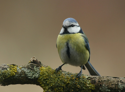 Canon 300D sigma 170-500
Ik kwam deze foto nog ergens tegen en wilde hem er nog even op zetten.