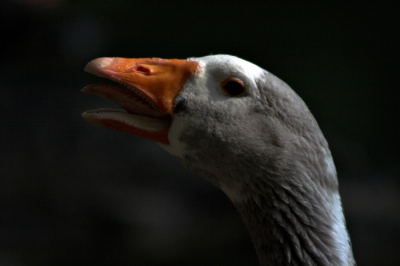 A very confident Goose...
