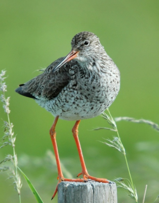 Deze tureluur bleef eindelijk eens een tijdje mooi zitten wezen op een acceptabele afstand.