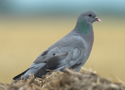 groeten vanaf de bult