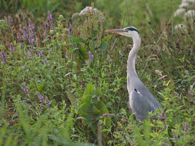 <i class='fa fa-user'></i> Hans van Agen | Blauwe Reiger  <i class='fa fa-eye'> 281</i>   <i class='fa fa-comment-o'> 5</i>