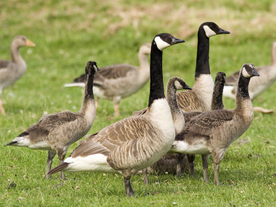 Op doorreis naar de veluwe kwamen we deze gans tegen. Kon het niet laten om wat foto's te maken.
f/4.5, 1/1000, iso 200, 300mm.