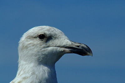 Deze Zilvermeeuw liet zich tot op enkele meters benaderen, ik moets hiervoor wel een klein stukje tot aan mijn knieen in de zee lopen.

Fujifilm Finepix S5600 + Olympus TCON-17, uit de losse hand genomen. ISO 100; sluitertijd 1/750; diafragma 7.1; belichtingscorrectie - 2/3 EV. Foto is iets lichter gemaakt en iets verscherpt, niet gecropt.