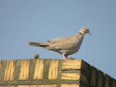 Ik heb geoefend in tuin om de duif mooi op de foto te krijgen