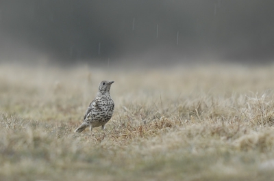 Een keer geen vogel vol in beeld,deze voor mij eerste grote lijster vind ik wel mooi kleuren in het landschap.