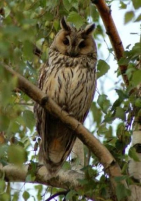 Ieder jaar zit er gedurende enkele maanden een ransuil in een van de berkebn in mijn straat. Deze opname is gemaakt met een Nikon D50 en een telezoom van 70-300 mm.