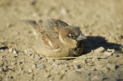 Na dat het brood op was gingen alle musjes tegelijk een stofbad nemen. Echte groeps dieren dus.