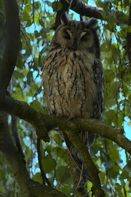 De foto die ik gister had gemaakt was niet door de ballotage gekomen... Dus vandaag maar weer proberen. Er zaten inplaats van 3 nu 7 Ransuilen in de boom. De uilen zaten helaas wel in de schaduw het bladerdak. Gelukkig had ik mijn statief mee waardoor ik een wat kortere sluitertijd kon nemen. 

Net nadat ik een serie foto's had genomen en mijn (trage camera) de foto's in RAW stond weg te pompen, braakte deze uil een uilebal. Dit heb ik er dus helaas niet op kunnen krijgen.


Canon EOS 300D
Sigma 80-400 OS EX

400mm 
F 7.1
1/80
ISO 400
Statief