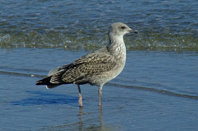 Weer eens een daagje meeuwen wezen fotograferen in Hoek van Holland. Vandaag zat deze juveniele Kleine mantelmeeuw op het strand en was redelijk goed te benaderen.