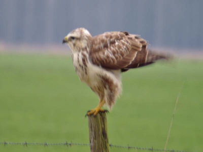 <i class='fa fa-user'></i> steenuil | Buizerd  <i class='fa fa-eye'> 920</i>  <i class='fa fa-thumbs-up'> 14</i>   <i class='fa fa-comment-o'> 6</i>