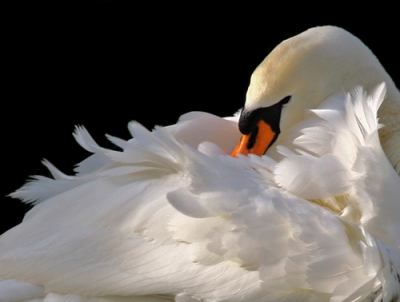 Het zonnetje viel op deze poetsende zwaan.
De schaduw viel direct achter haar.
Een stevig briesje blies haar veren omhoog.