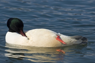 Deze zaagbek was aan het overwinteren in de haven van Lausanne aan het meer van Geneve. Bij het poetsen liet ie even zijn buik zien.