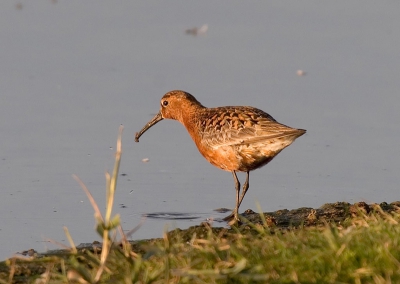 In het avondzonnetje deze krombekstrandloper tussen vele tureluurs
