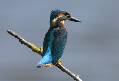 Vorige week niet gelukt, dit weekend wel. De ijsvogel op het takje. Prachtig zonnetje erop, alhoewel er bij de eerste visite om half elf de zon er nog niet optimaal op stond. Ik upload totaal 3 foto's waarvan de eerste 2 van deze tijd zijn. De laatste foto is genomen om kwart over 2 precies..... Ironisch, want een van de fotografen ging weg om 2 uur en zij 'Dan ga ik nu weg en zit die er over een kwartier....zal je altijd zien..' 

Nou inderdaad, en hoe. Nog mooier in het zonnetje dan s'ochtends. Uiteindelijk hierna nog 1 keer heel snel op het takje (1 seconde, schrok ergens van..). Erg leuke dag gehad en behoorlijk kunnen bijkletsen met andere fotografen.