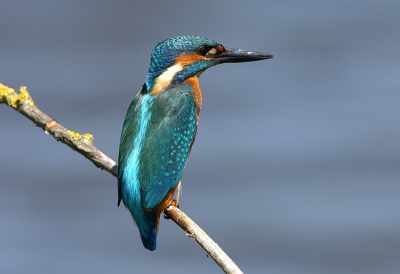 Vorige week niet gelukt, dit weekend wel. De ijsvogel op het takje. Prachtig zonnetje erop, alhoewel er bij de eerste visite om half elf de zon er nog niet optimaal op stond. Ik upload totaal 3 foto's waarvan de eerste 2 van deze tijd zijn. De laatste foto is genomen om kwart over 2 precies..... Ironisch, want een van de fotografen ging weg om 2 uur en zij 'Dan ga ik nu weg en zit die er over een kwartier....zal je altijd zien..' 

Nou inderdaad, en hoe. Nog mooier in het zonnetje dan s'ochtends. Uiteindelijk hierna nog 1 keer heel snel op het takje (1 seconde, schrok ergens van..). Erg leuke dag gehad en behoorlijk kunnen bijkletsen met andere fotografen.