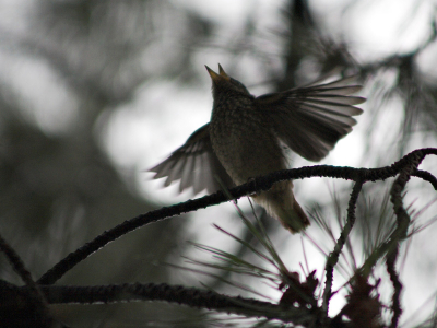I shot this photo in my garden. He is the joung son of a family of Redstarts that lives here...