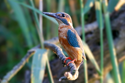 Na ongeveer 1 uurtje te hebben liggen posten in mijn bootje onder een camouflagenet bij een omgevallen boom met nestingangen. Kwam deze op het takje zitten, waar ik en mijn fotografie maat een 50-tal shots hebben kunnen maken voordat deze het nestje in ging.
Canon EOS30D - Canon 100-400L IS USM @ 400mm F7.1 1/80 ISO400