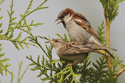 Canon 20D - EF 500mm f/4.0 IS - Ext EF 1.4x II

Een gewone soort, maar in deze houding toch wel weer vrij origineel!