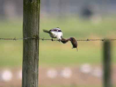 De vogel jaagt veel en heeft dan ook regelmatig succes. Na de muis gepakt te hebben bijt (in zijn nek) en slaat hij hem dood. Vervolgens prikt de vogel het beestje een het ijzerdraad. Hierna verorberd hij eerst de kop (bij deze af) om vervolgens de rest elders op te eten.