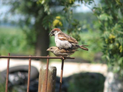 Tijdens het fotograferen van vlinders in mijn tuin kwam ik deze mussen tegen.