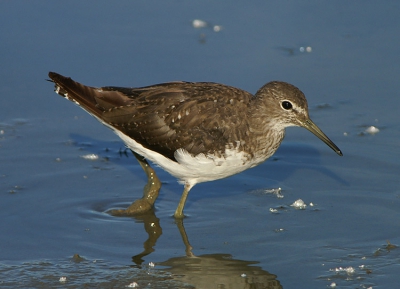 Door het droogvallen van het eiland voor de hut de kluut kan je de vogels nu een stuk dichterbij aantreffen. Deze witgat zat op een gegeven moment op een paar meter afstand in de modder waar eens water was....

Minolta 7D + Minolta AF 400mm APO G f 4,5 + Minolta 1,4x converter type I