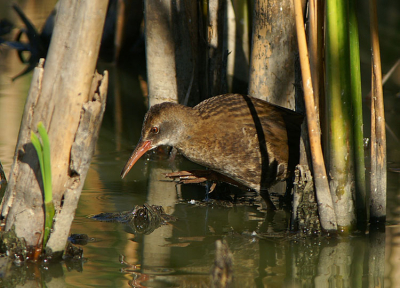 Deze waterral (juveniel?) stapt voorzichtig de open wereld in...... Helaas zit er haast altijd wel een stukje riet voor deze snuiters. Toch een leuk plaatje vind ik. 

Minolta 7D + Minolta AF 400mm APO G f 4,5 + Minolta 1,4x converter type I