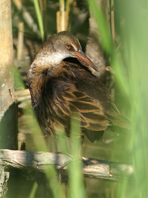 Altijd maar verscholen tussen het riet deze jongens. Nu zat dit exemplaar een keer vrij, had ik weer jonge rietstengels die voor de hut stonden in beeld. Vrij forse crop, maar geeft m.i. mooi de leefomgeving weer van deze illustere vogels. Hopelijk komt die er door ondanks het 'groene masker'.

Minolta 7D + Minolta AF 400mm APO G f 4,5 + Minolta 1,4x converter type I