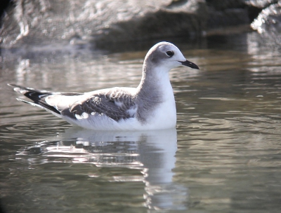 Ga je voor de kraanvogels naar het Lac du Der zie je in de haven van Giffaumont een vorkstaartmeeuw...
De vogel heb ik 3 dagen achter elkaar waargenomen