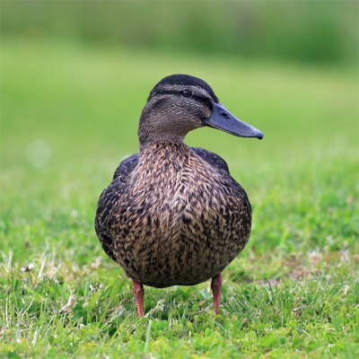 Deze foto was de reden dat ik ineens helemaal gek ben van vogels fotograferen. Ik dacht dat het een gewone tamme eend was (heb haar op een grasveldje in de buurt gefotografeerd om de 70-200 F4 te testen), maar heb Vogelgids van Europa gekocht en kan nu de zwarte snavel niet thuis brengen. Snavel is ook niet groot genoeg voor een slobeend (wat zou die ook in een woonwijk moeten). Bastaardje? Help!