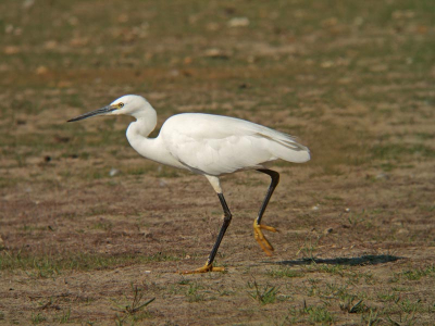 Kleine zilverreiger steekt een drooggevallen plaat over en laat zich prachtig zien.
Nikon Fieldscope ED82-A, DS30x, Fuji F11
ISO 100, f/6.5, 1/568, 1080 mm. kb.eq.