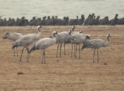 Binnen enkele dagen groeide het aantal kraanvogels spectaculair naar vele duizenden. Gelukkig was ik niet te vroeg!