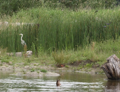 De categorie vogels in het landschap geeft een mooi alibi om deze toch te plaatsen. Er staan lekker veel vogels op: een blauwe reiger, een grondelende wilde eend, en vijf zwaluwen (moet je wel goed voor turen, vier in de rechterbovenhoek, eentje schuin rechtsboven de reiger).
Te danken aan een goede boer die zijn weilanden laat vernaturen (noem je dat zo?). Er ontstaan plassen en een enorm gevarieerd landschap op een klein oppervlak. Dat trekt veel vogels aan (reigers, ooievaars, grutto's, kievitten, zwaluwen, scholeksters, ...). Je mag de weilanden inlopen. Prachtig plekje. Als je een boodschapje of mailtje stuurt kan ik precies vertellen waar het is (ik begrijp van een forum dat er ook lieden zijn die deze site met hele andere bedoelingen gebruiken). 
Groet,
Jan Willem